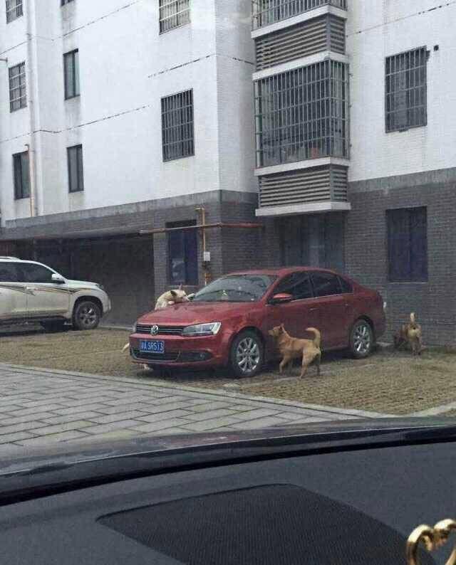 собаки пожевали крыло автомобиля, собака пожевала автомобиль