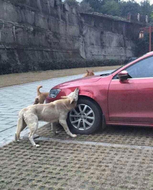 Собака из пружины автомобиля фото