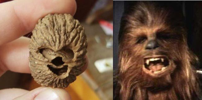 продукты похожие на знаменитостей, продукты выглядят как знаменитости, продукты похожие на звезд