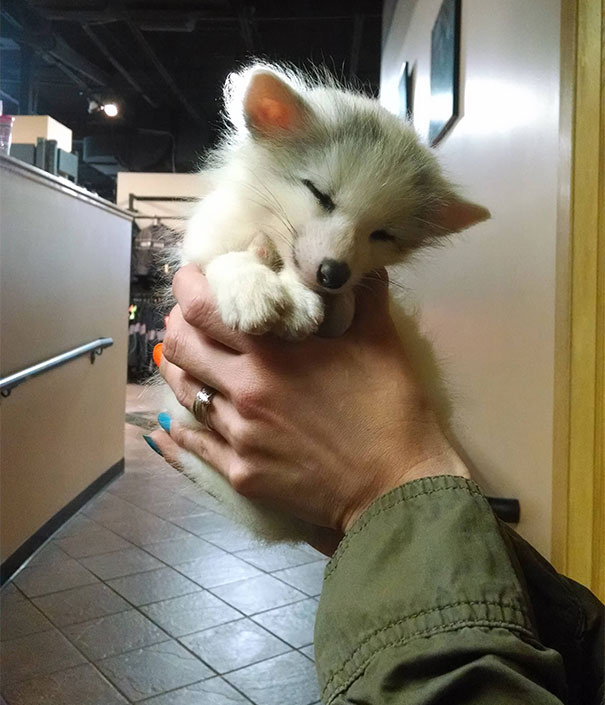 животные на ладони, детёныши животных, милые животные