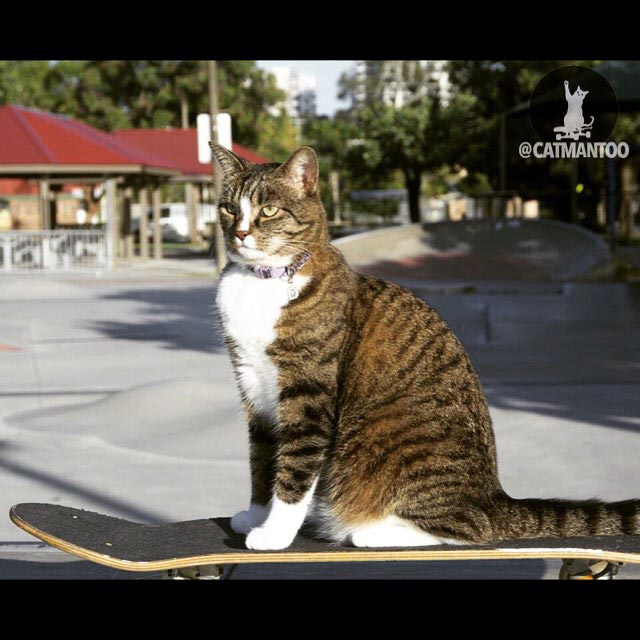 Didga, Диджа, самый талантливый кот в мире