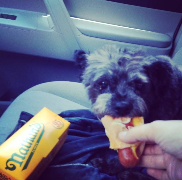 Николь Эллиот, Nicole Elliott,  Честер, Chester dog, Женщина приютила умирающую от рака собаку