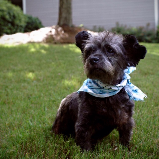 Николь Эллиот, Nicole Elliott,  Честер, Chester dog, Женщина приютила умирающую от рака собаку