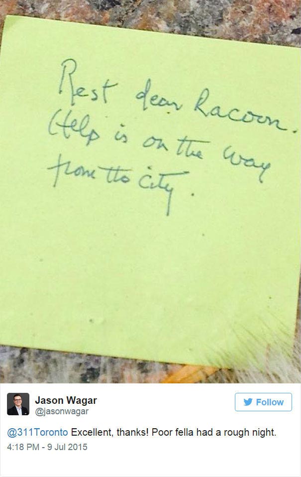 мемориал мертвому еноту, создали мемориал мертвому еноту, мемориал мертвому еноту на улице Торонто