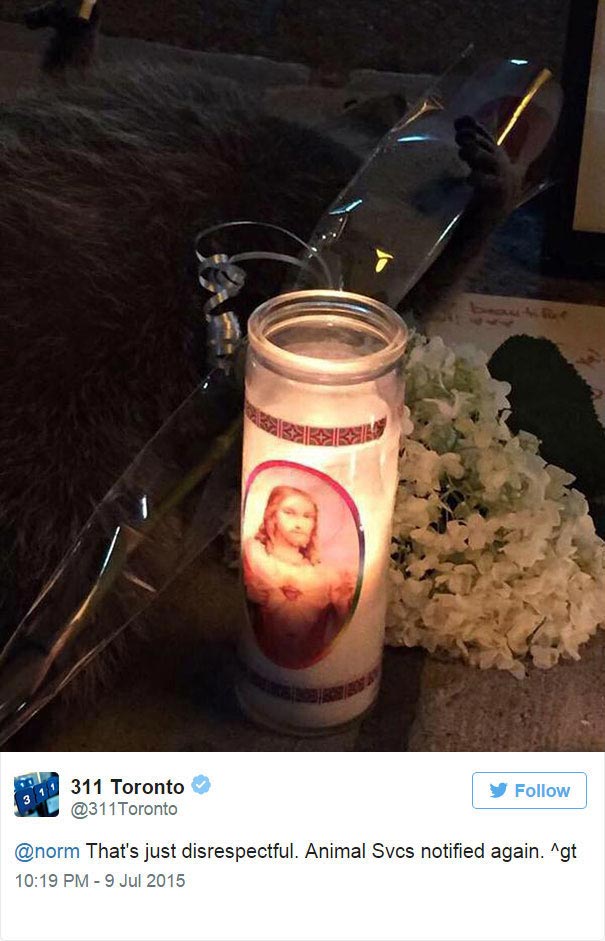 мемориал мертвому еноту, создали мемориал мертвому еноту, мемориал мертвому еноту на улице Торонто