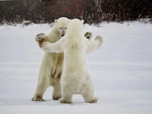 животные неловкие ситуации в любви, животные неловкие любовные ситуации