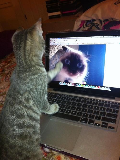 животные неловкие ситуации в любви, животные неловкие любовные ситуации