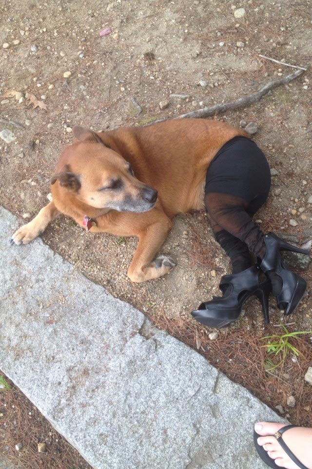 животные неловкие ситуации в любви, животные неловкие любовные ситуации