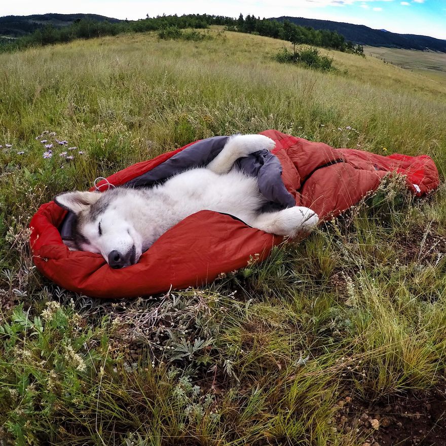 парень путешествует со своей собакой, собака Локи, wolfdog Loki