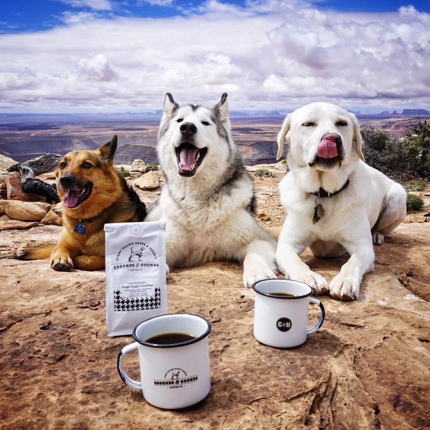 парень путешествует со своей собакой, собака Локи, wolfdog Loki