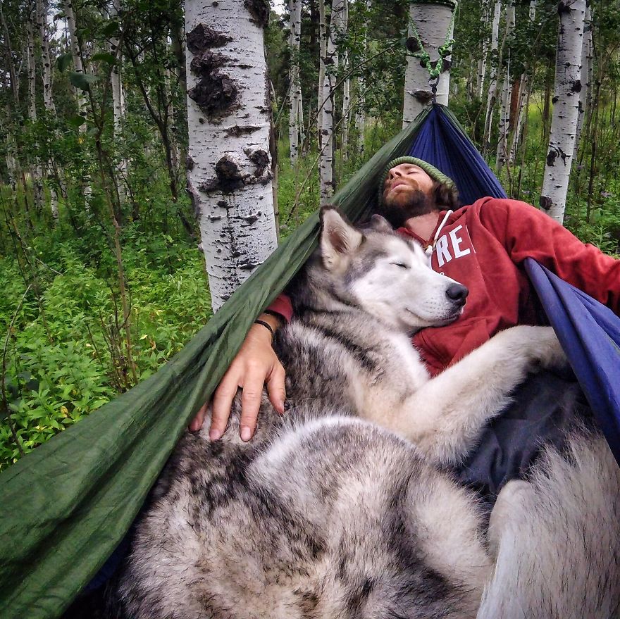 парень путешествует со своей собакой, собака Локи, wolfdog Loki