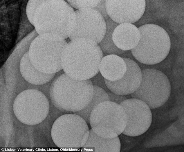 предметы извлеченные из желудков животных, рентгеновские снимки животных съевших предметы, необычные предметы съели животные