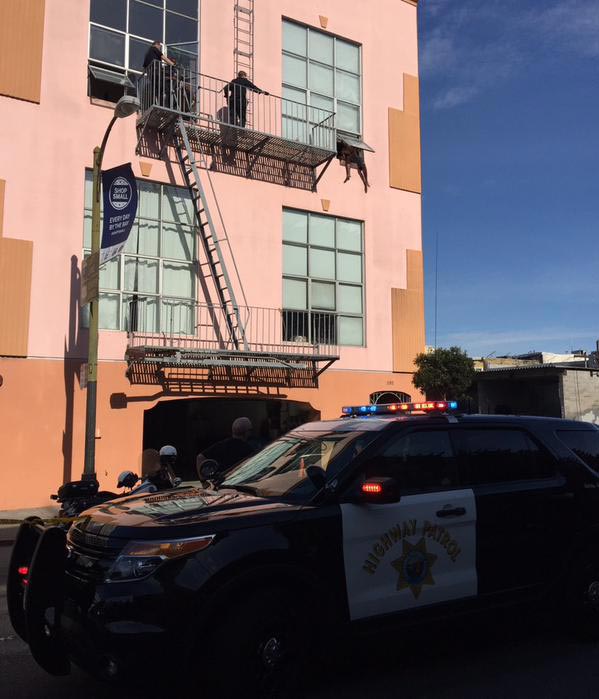 полиция кот от самоубийства, полиция отговорила мужчину от самоубийства, кот помог против самоубийства