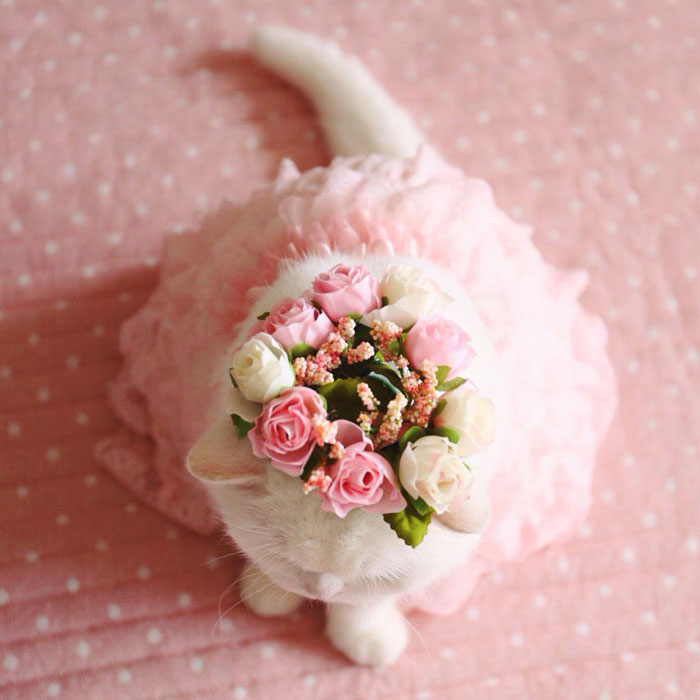 17-летняя кошка новая интернет-звезда Японии, кошка Ura 