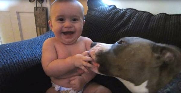 смешные питбули, очаровательные питбули