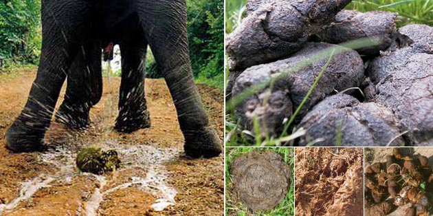 познавательные факты, а вы знали что, спорим вы не знали