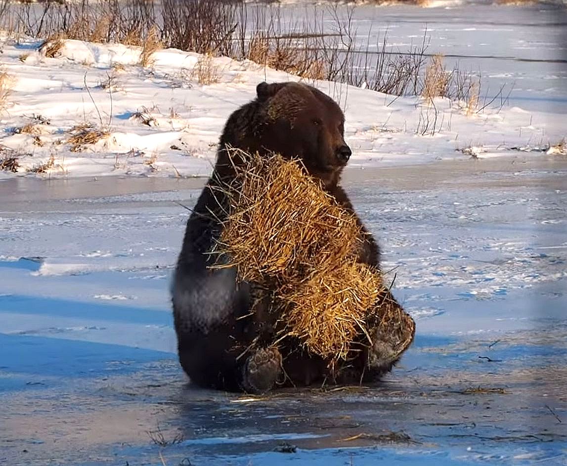 медведь играет с тюком сена, медведь и пучок сена, медведь играет с сеном, медведь гризли играет с сеном, медведь Хьюго