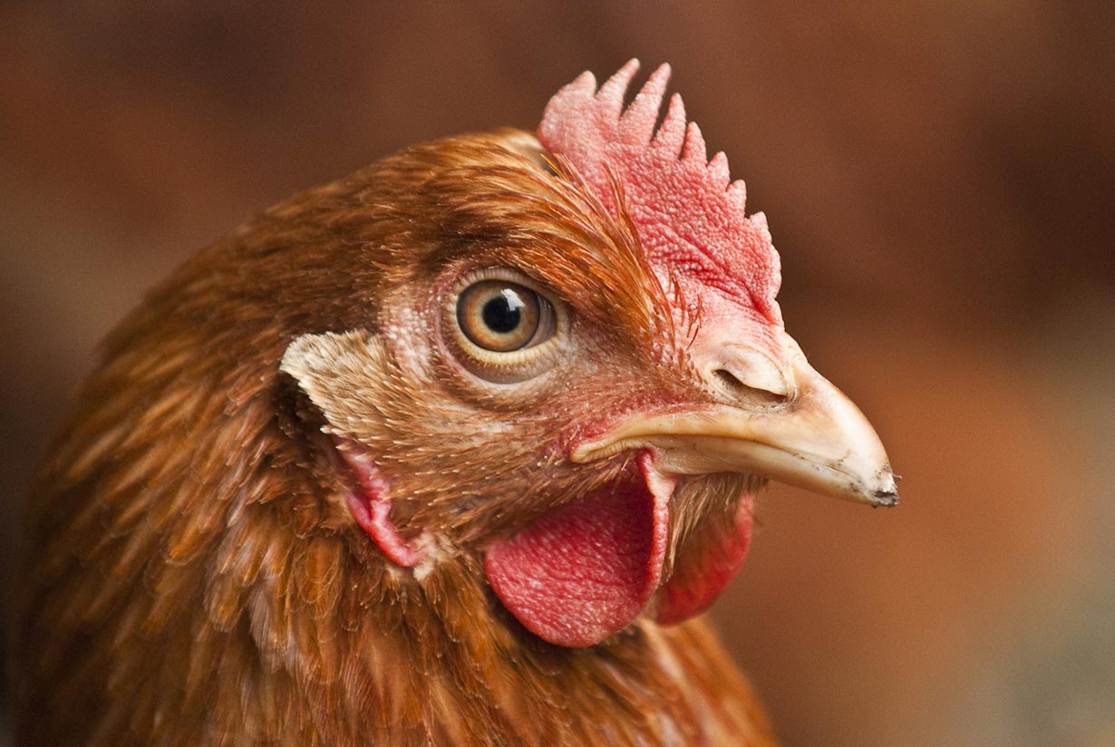 правила застольного этикета разных стран, традиции стран