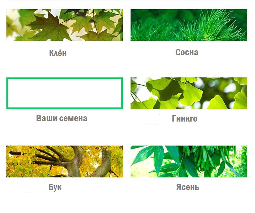 Жизнь после жизни: Bios urn, которая превратит вас в дерево после смерти Bios urn, биоурна, Biosurna, Biosurna превратит вас в дерево после смерти