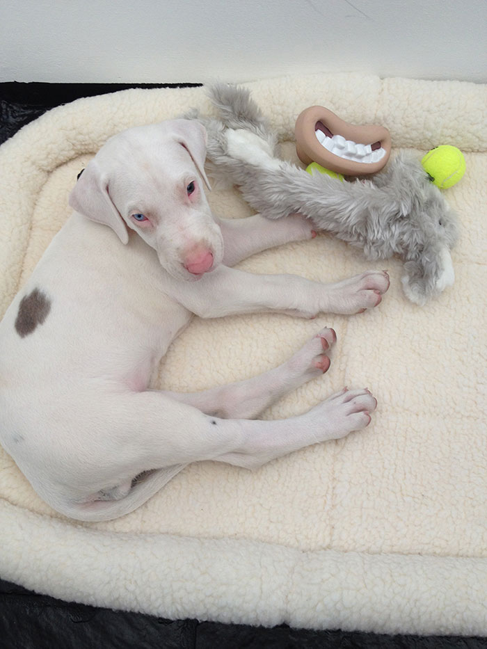 Вырос на глазах, покадровая съёмка жизни спасённого щенка, спасённая собака