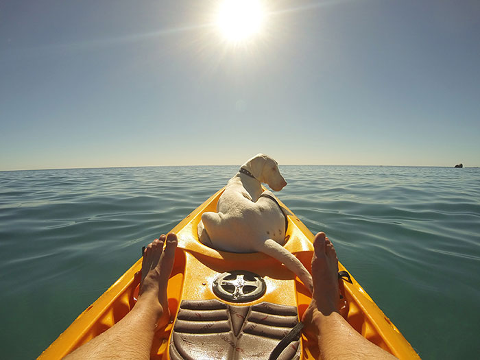 Вырос на глазах, покадровая съёмка жизни спасённого щенка, спасённая собака