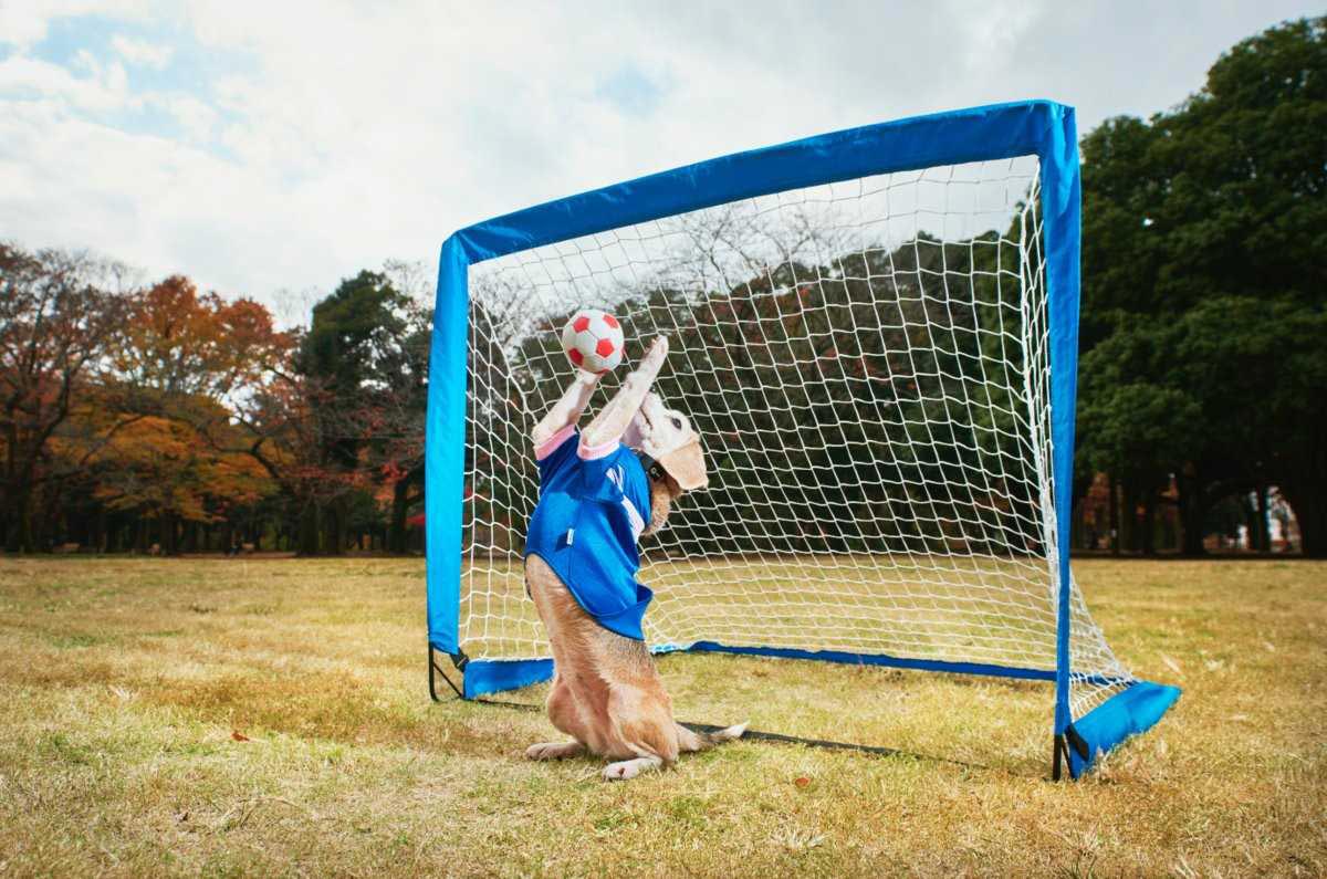 Книга рекордов Гиннесса 2016, рекорды гинесса 2016