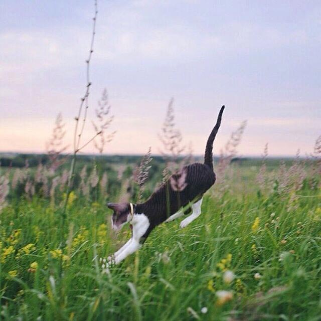 путешествие с котами, Adventure Cats, поход с котом