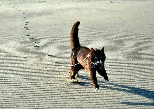 путешествие с котами, Adventure Cats, поход с котом