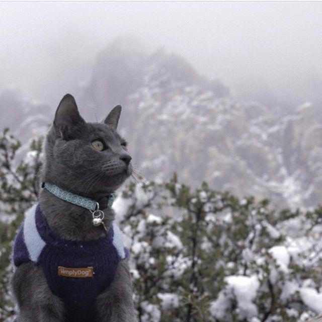 путешествие с котами, Adventure Cats, поход с котом