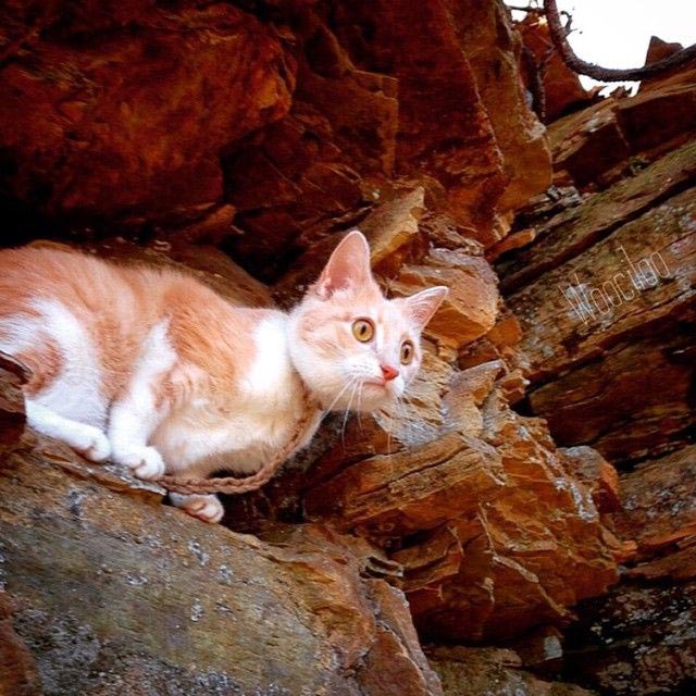 путешествие с котами, Adventure Cats, поход с котом