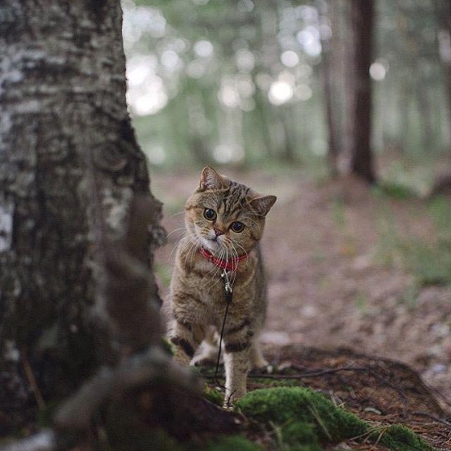 путешествие с котами, Adventure Cats, поход с котом