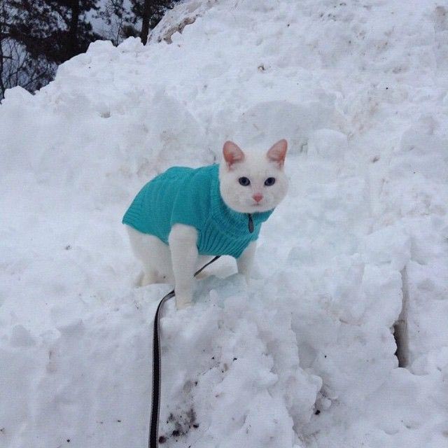 путешествие с котами, Adventure Cats, поход с котом