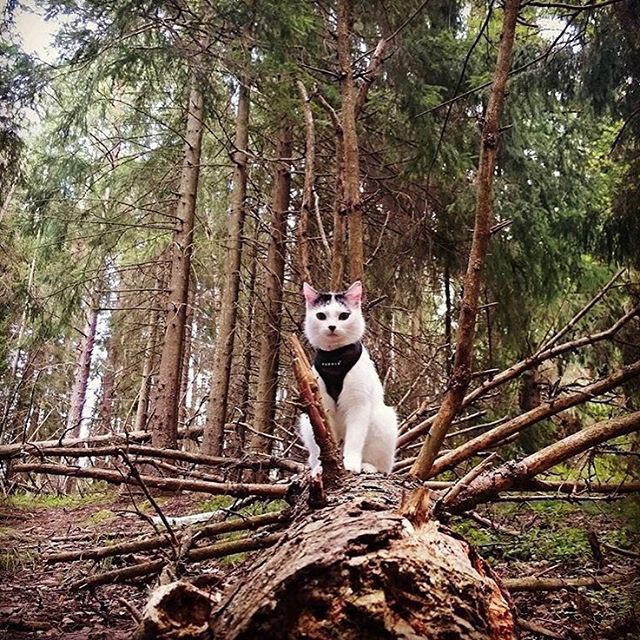 путешествие с котами, Adventure Cats, поход с котом