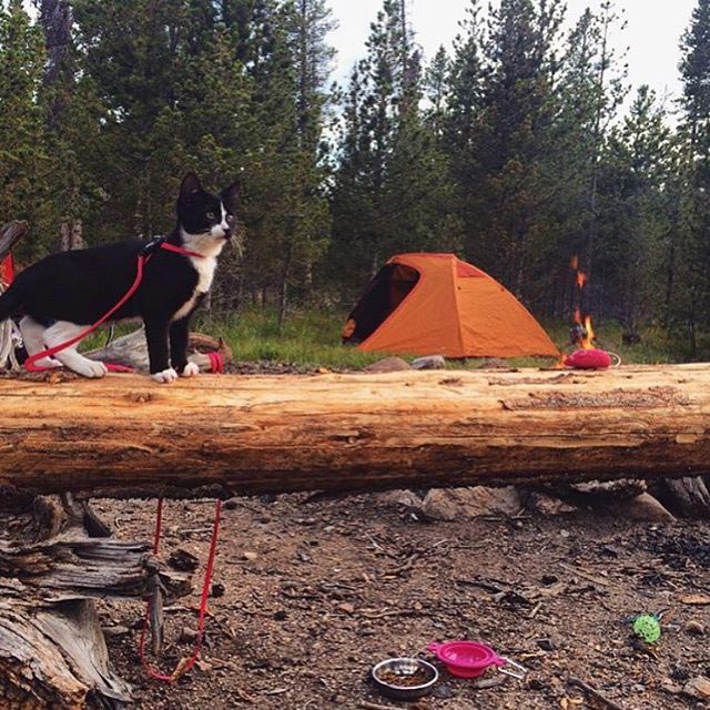 путешествие с котами, Adventure Cats, поход с котом