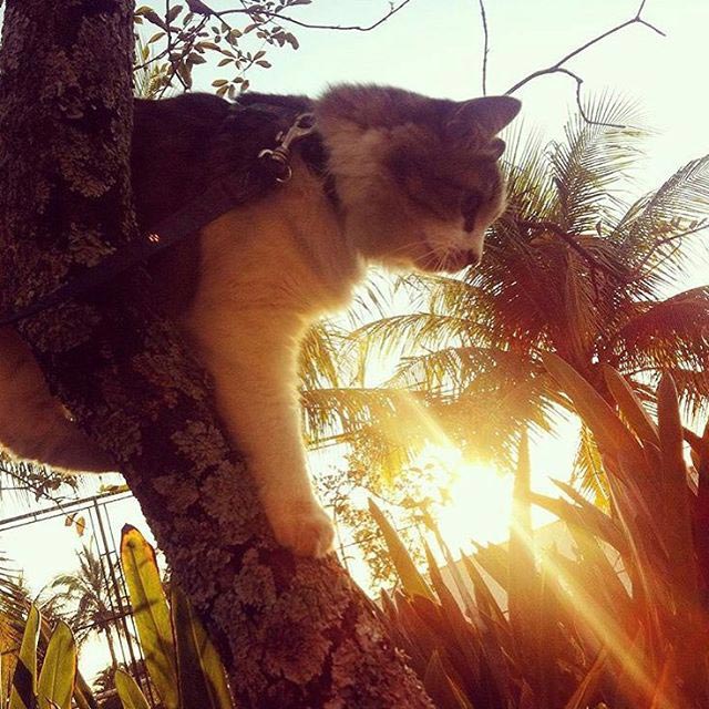 путешествие с котами, Adventure Cats, поход с котом