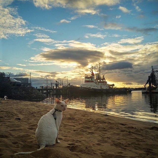 путешествие с котами, Adventure Cats, поход с котом