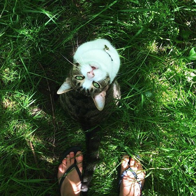 путешествие с котами, Adventure Cats, поход с котом