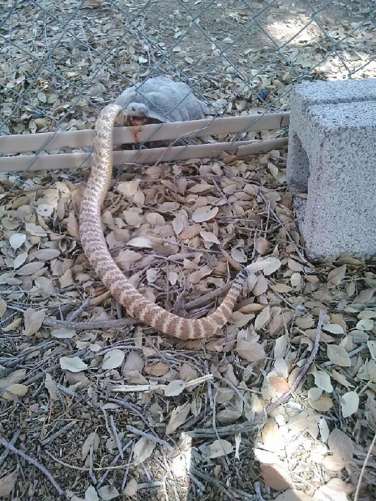 жуткие вещи, вещи которых лучше не видеть, подборка жутких вещей