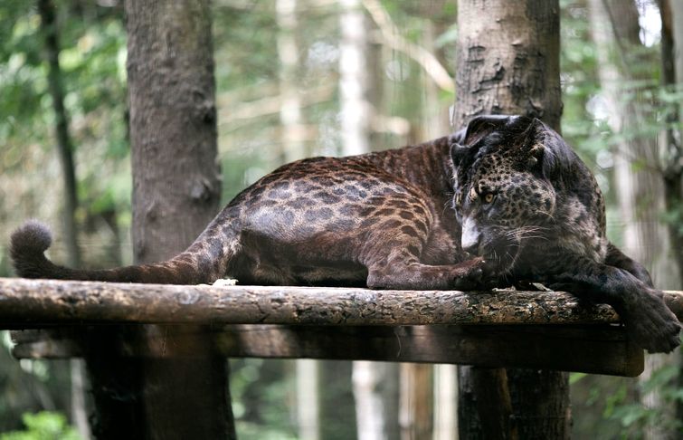 18 гибридов животных, в существование которых сложно поверить гибриды животных, необычные гибриды животных