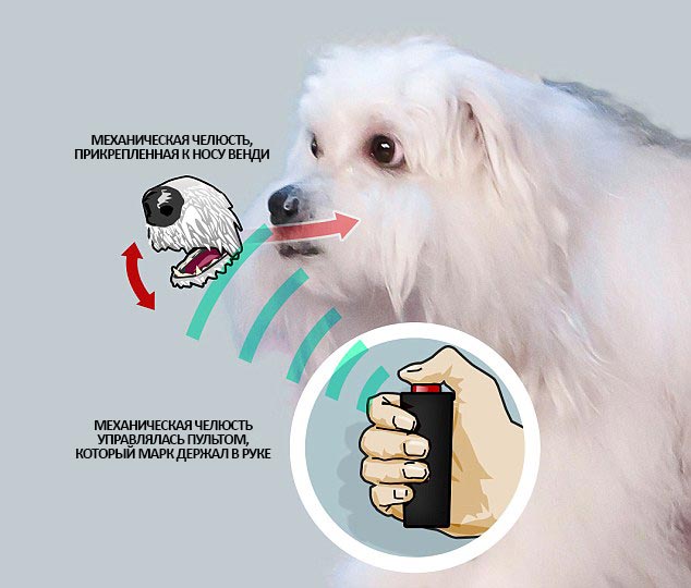 Раскрыт секрет говорящей собаки, взорвавшей шоу говорящая собака, Марк Метрал, Marc Métral, собака Мисс Венди, говорящая собака Венди, говорящая собака Британия ищет таланты