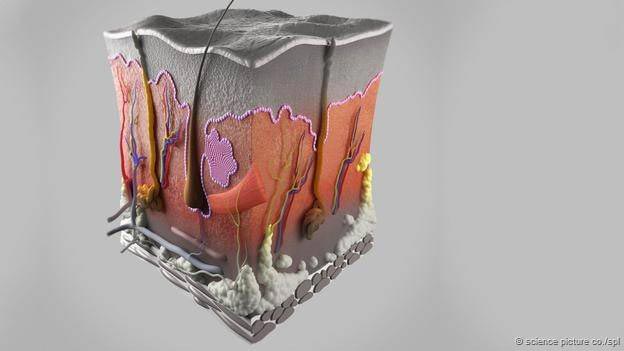 demodex, демодекс, железница, клещи на лице, клещи живут на нашем лице