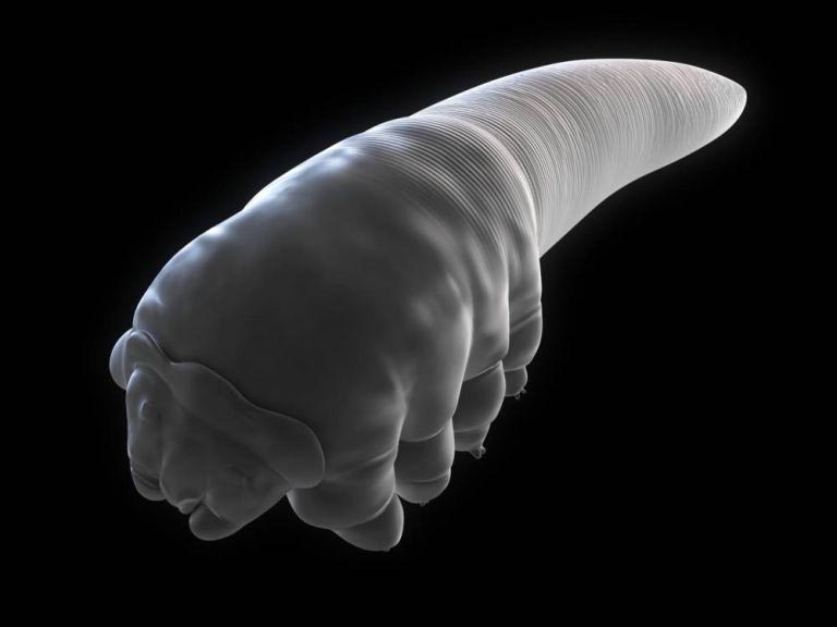 demodex, демодекс, железница, клещи на лице, клещи живут на нашем лице