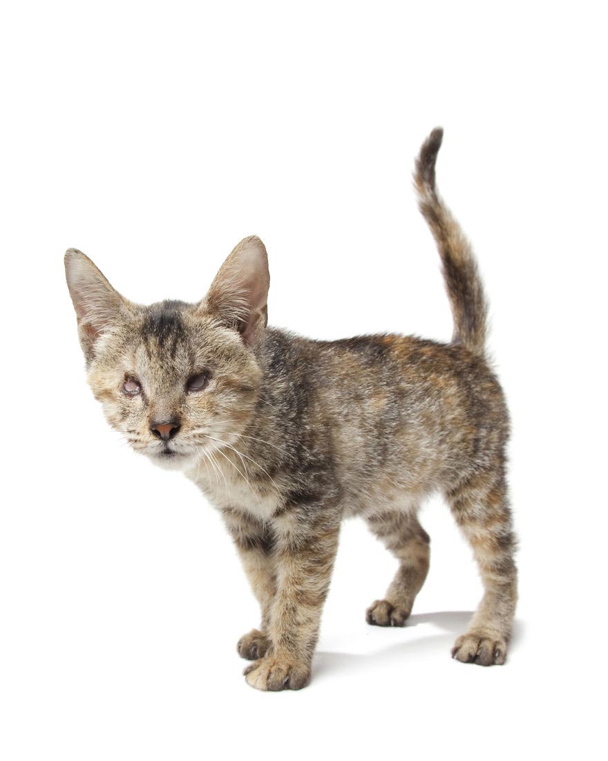 животные-инвалиды, Алекс Кёнс, Alex Cearns, Perfect Imperfection