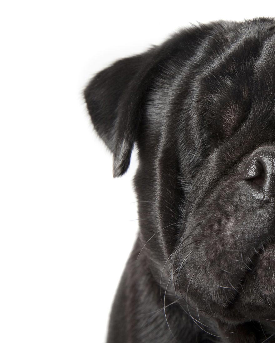 животные-инвалиды, Алекс Кёнс, Alex Cearns, Perfect Imperfection