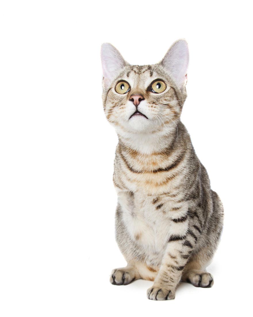 животные-инвалиды, Алекс Кёнс, Alex Cearns, Perfect Imperfection