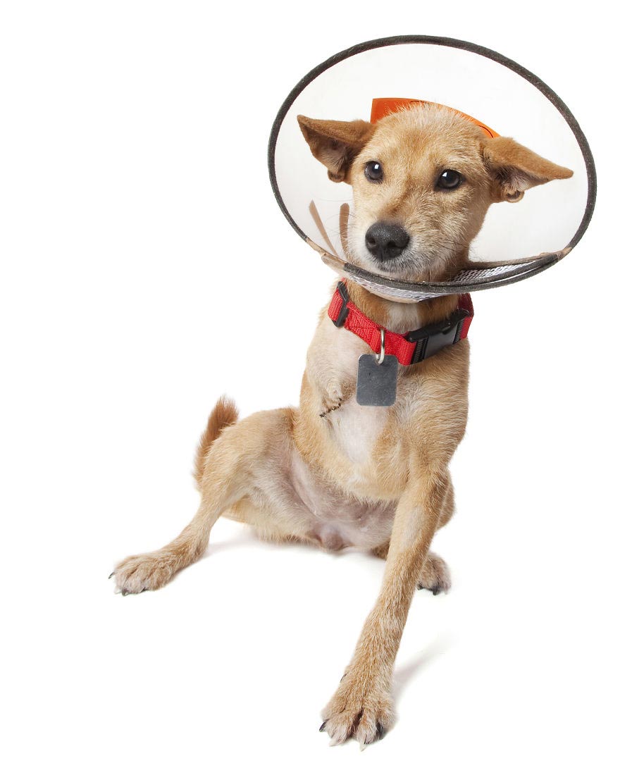 животные-инвалиды, Алекс Кёнс, Alex Cearns, Perfect Imperfection