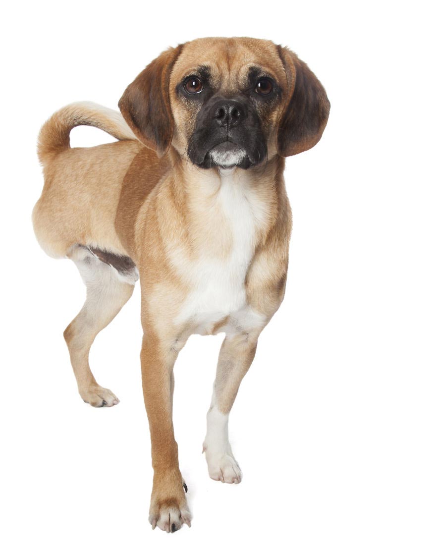 животные-инвалиды, Алекс Кёнс, Alex Cearns, Perfect Imperfection