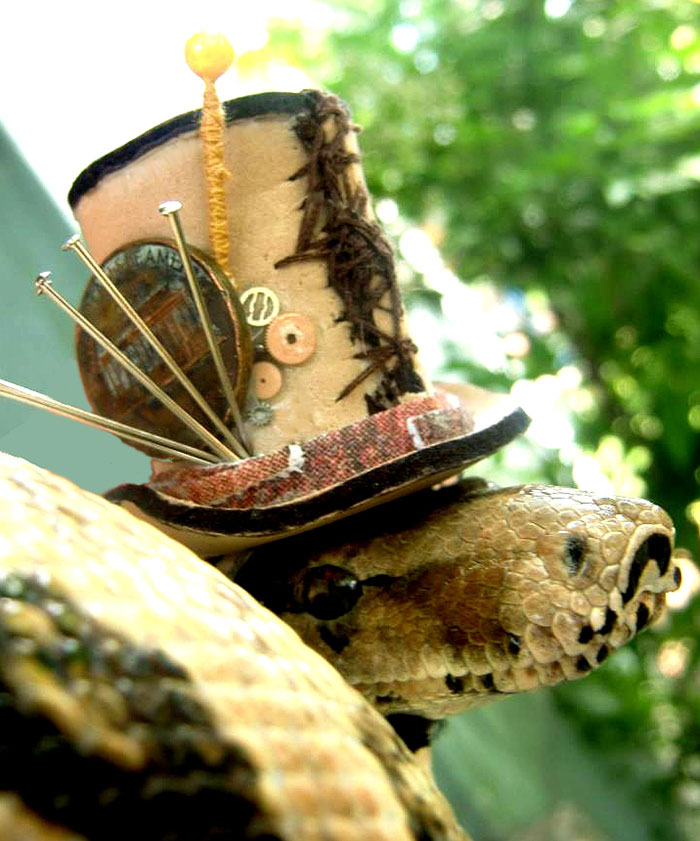 змеи в шляпках