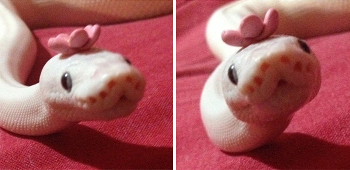 змеи в шляпках