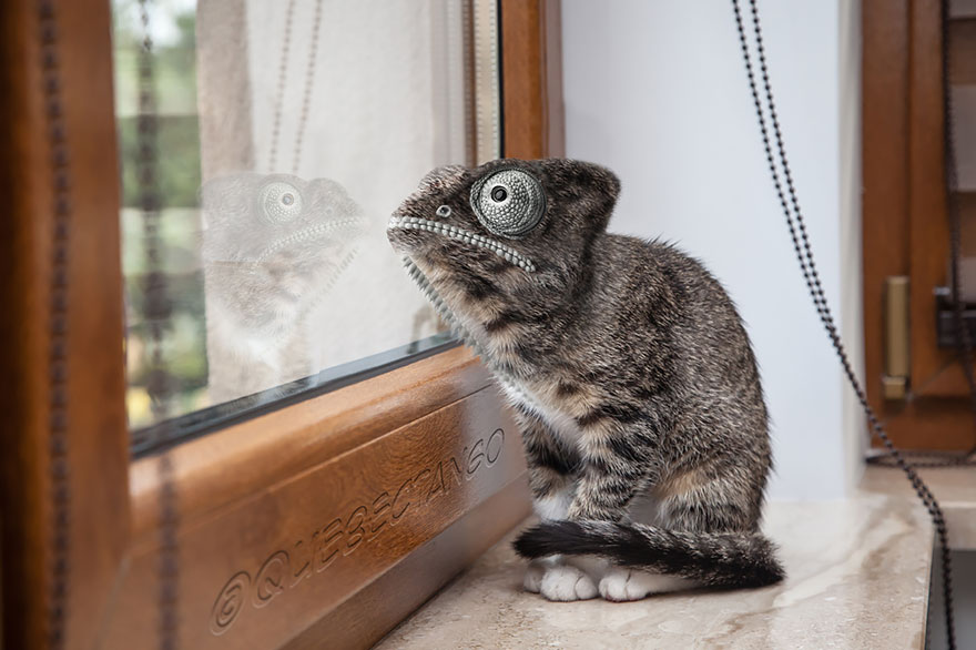 гибриды животных, смешные гибриды животных в фотошопе